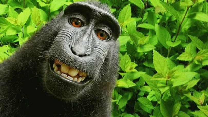 dental-content-marketing-with-AI_Naruto-the-Macaque